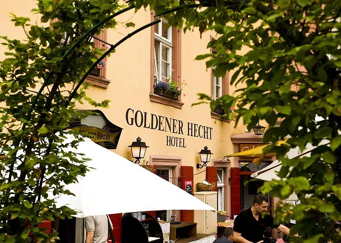 Goldener Hecht